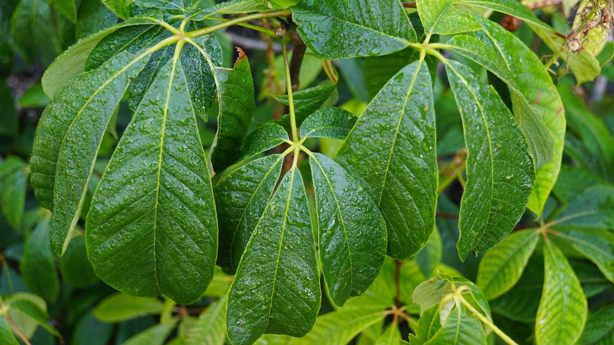 Aesculus parviflora op stam