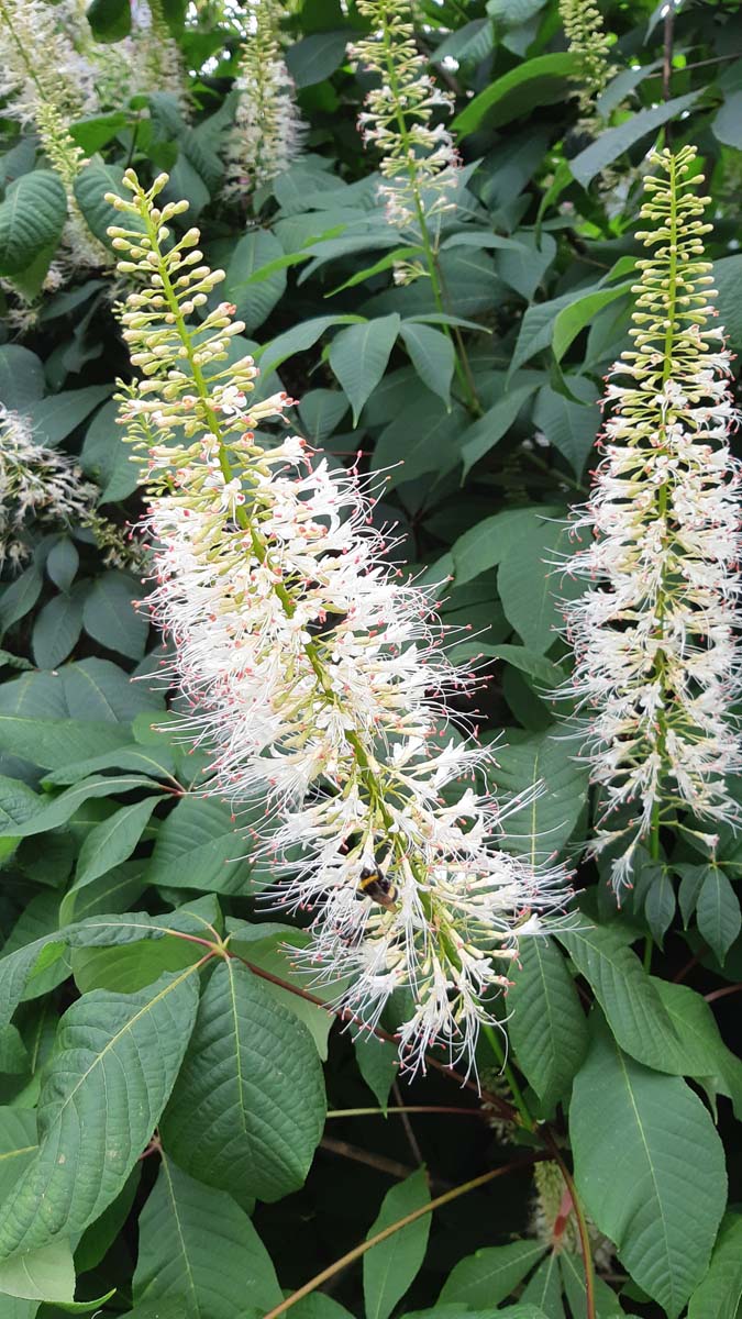 Aesculus parviflora solitair