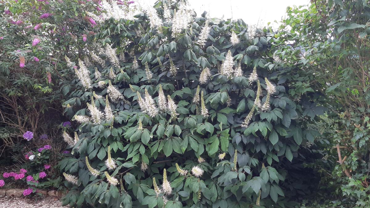 Aesculus parviflora op stam