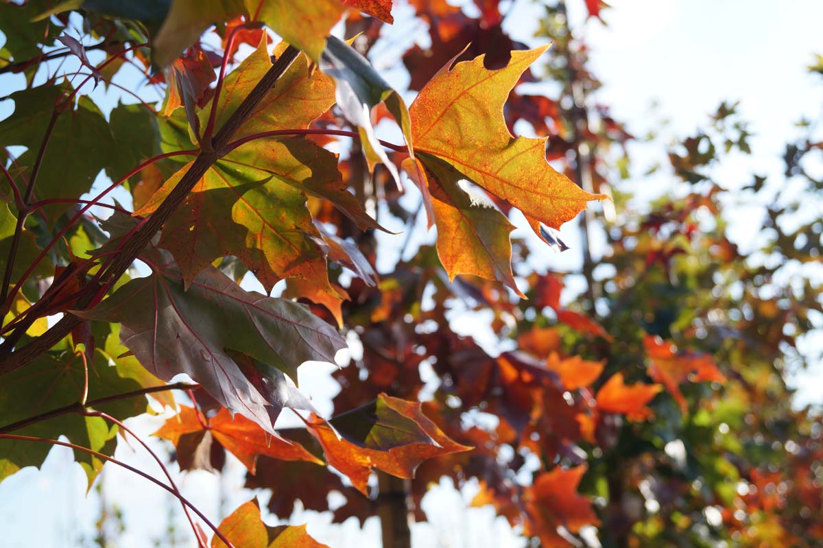 Acer 'Warrenred' solitair blad