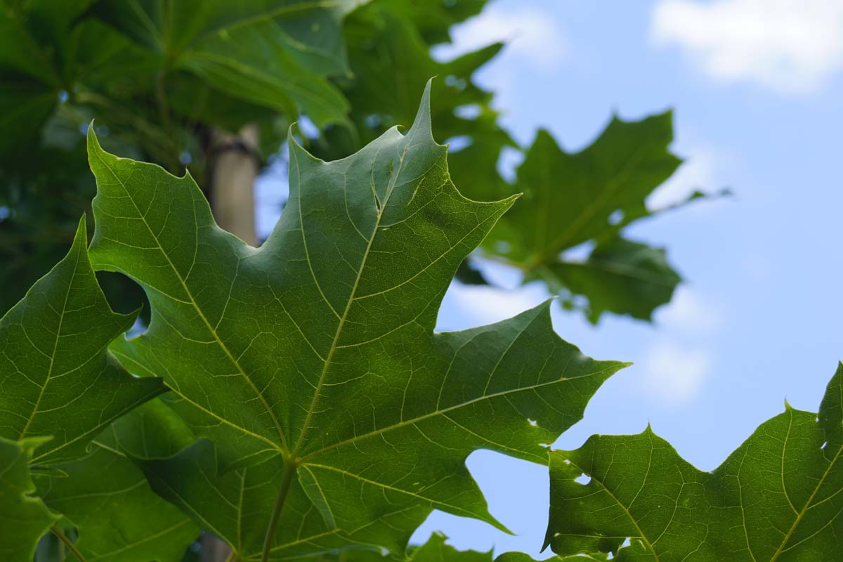 Acer 'Warrenred' solitair blad