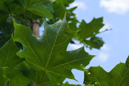 Acer 'Warrenred' meerstammig / struik blad