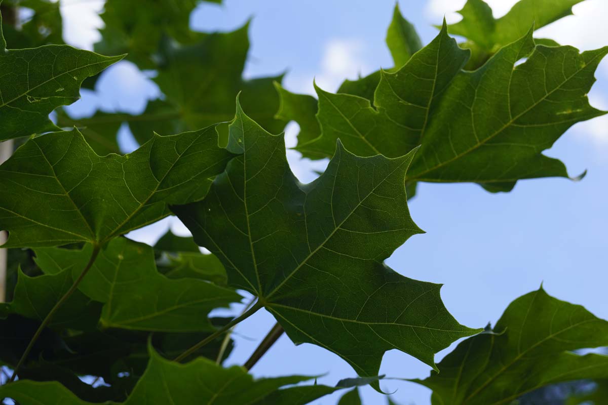 Acer 'Warrenred' meerstammig / struik blad