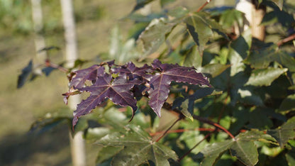 Acer zoeschense 'Annae' op stam