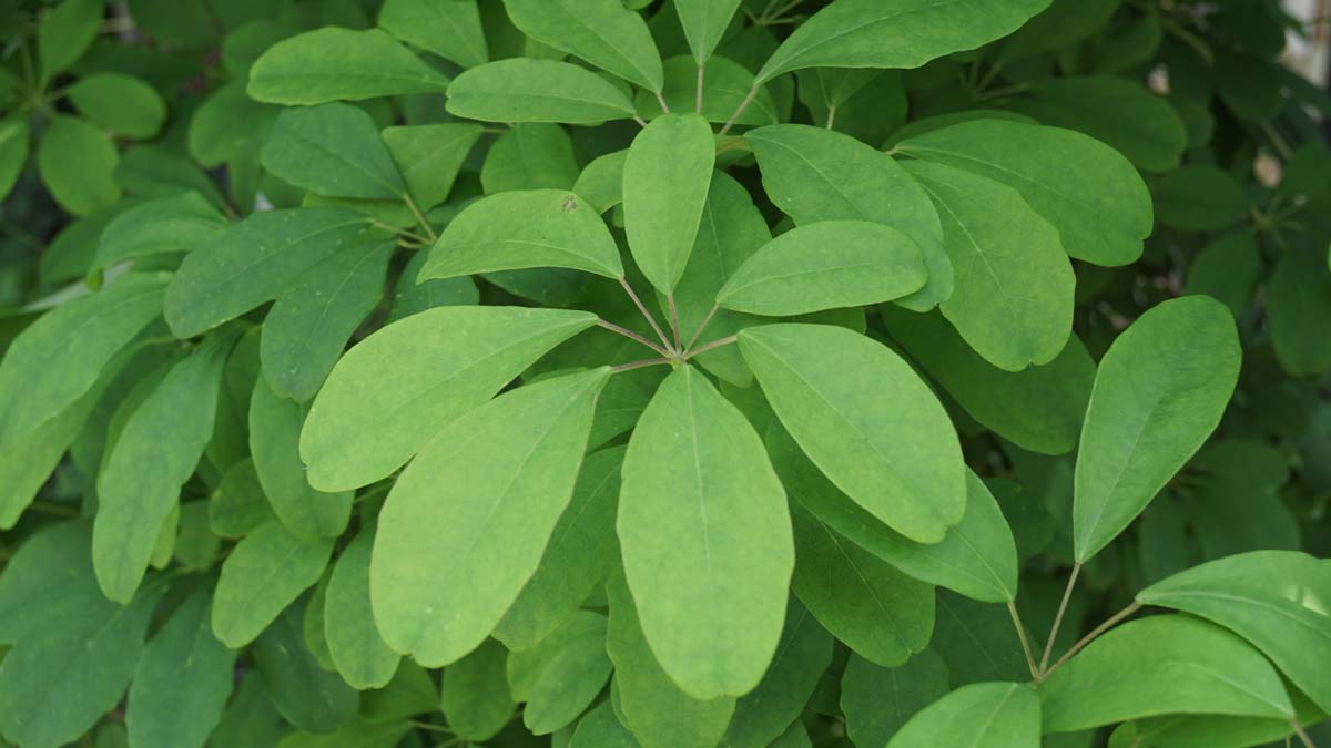 Akebia quinata Tuinplanten