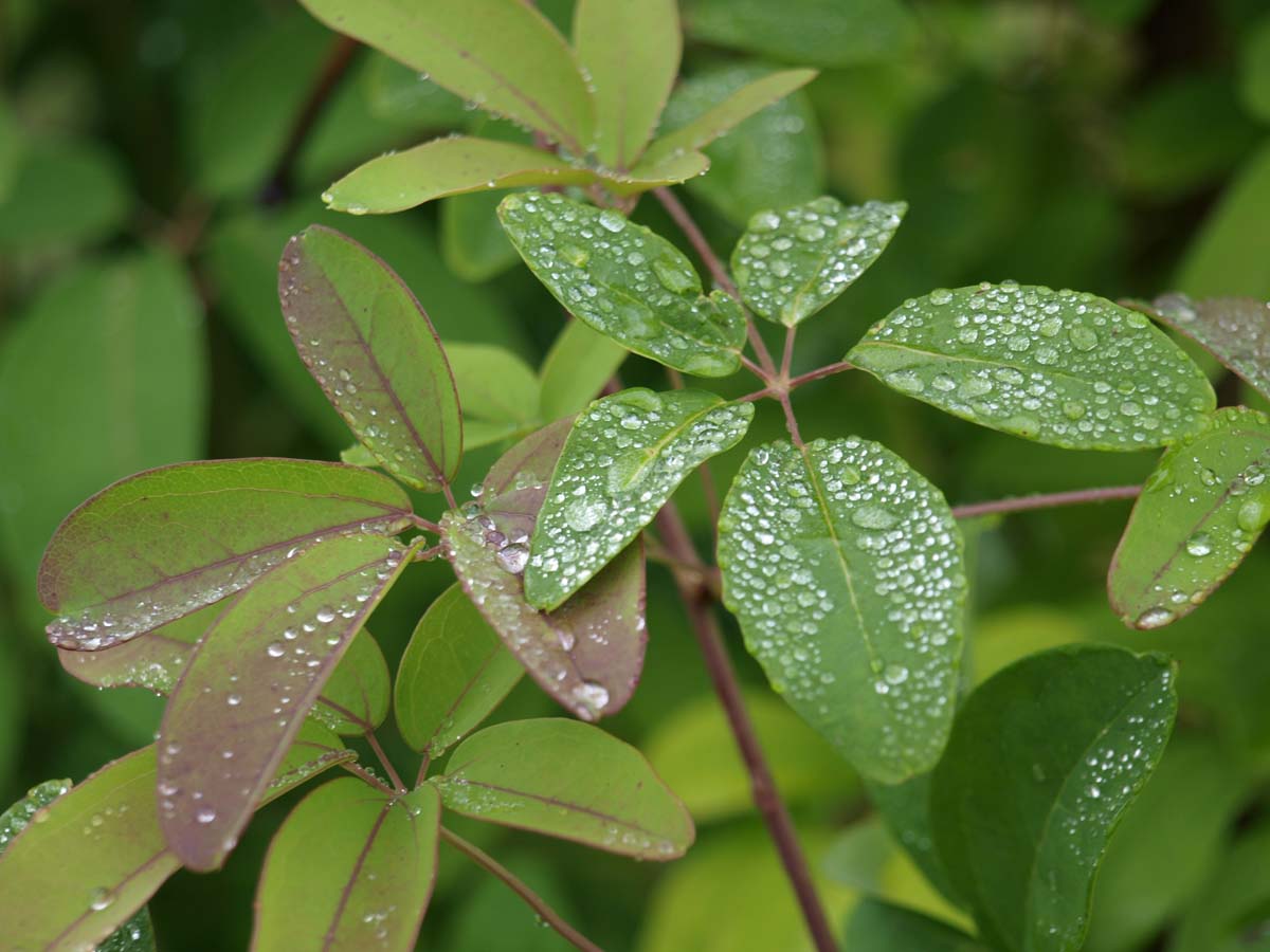 Akebia quinata Tuinplanten