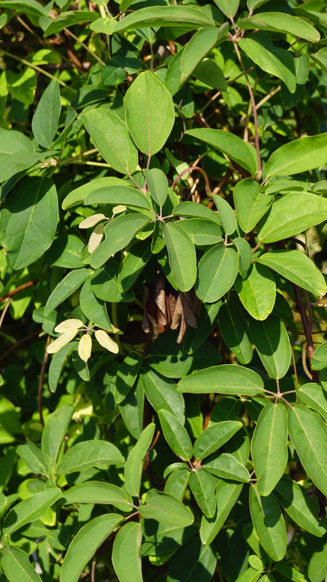 Akebia quinata Tuinplanten