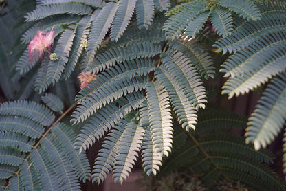 Albizia julibrissin Tuinplanten blad