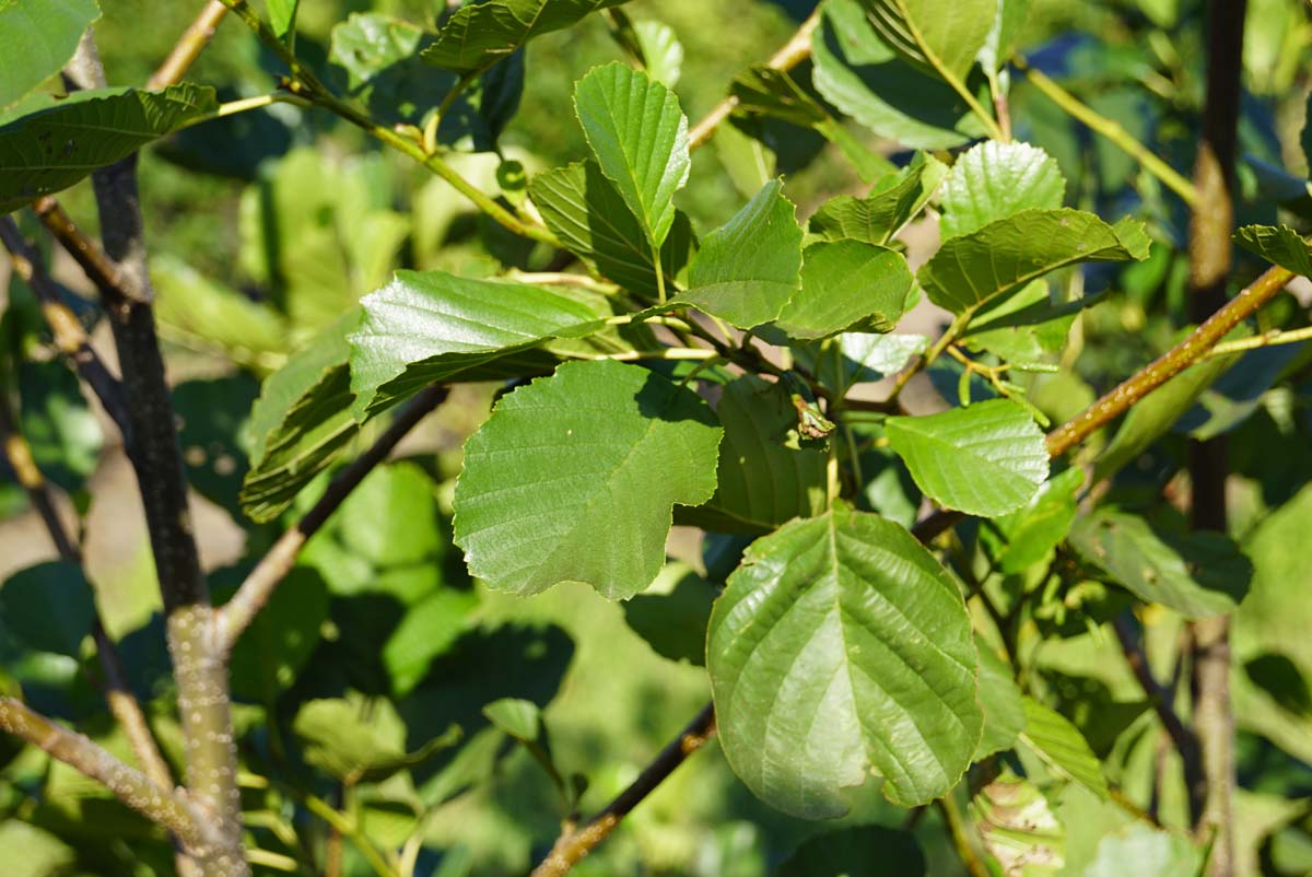 Alnus glutinosa op stam blad