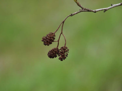 Alnus glutinosa op stam kegel