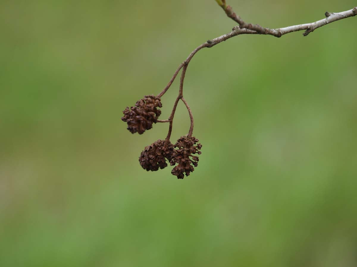 Alnus glutinosa op stam kegel