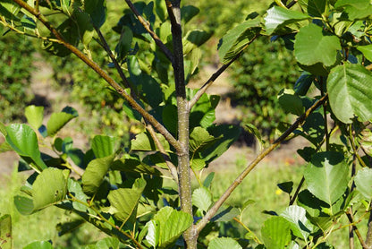 Alnus glutinosa meerstammig / struik stam