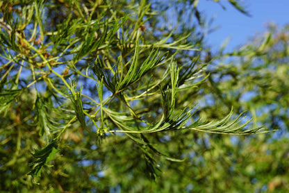 Alnus glutinosa 'Imperialis' solitair