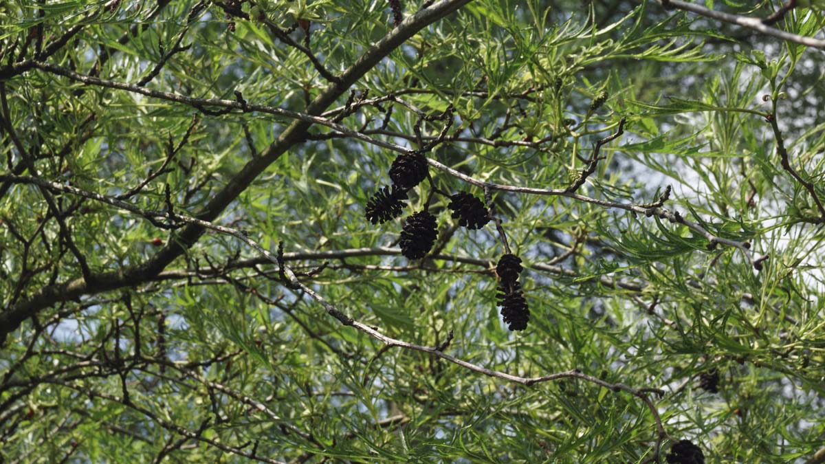 Alnus glutinosa 'Imperialis' solitair