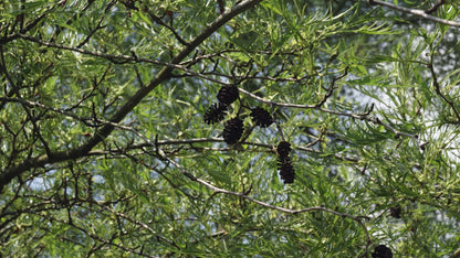 Alnus glutinosa 'Imperialis' solitair