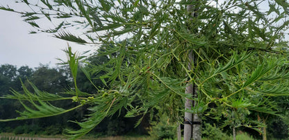 Alnus glutinosa 'Imperialis' solitair