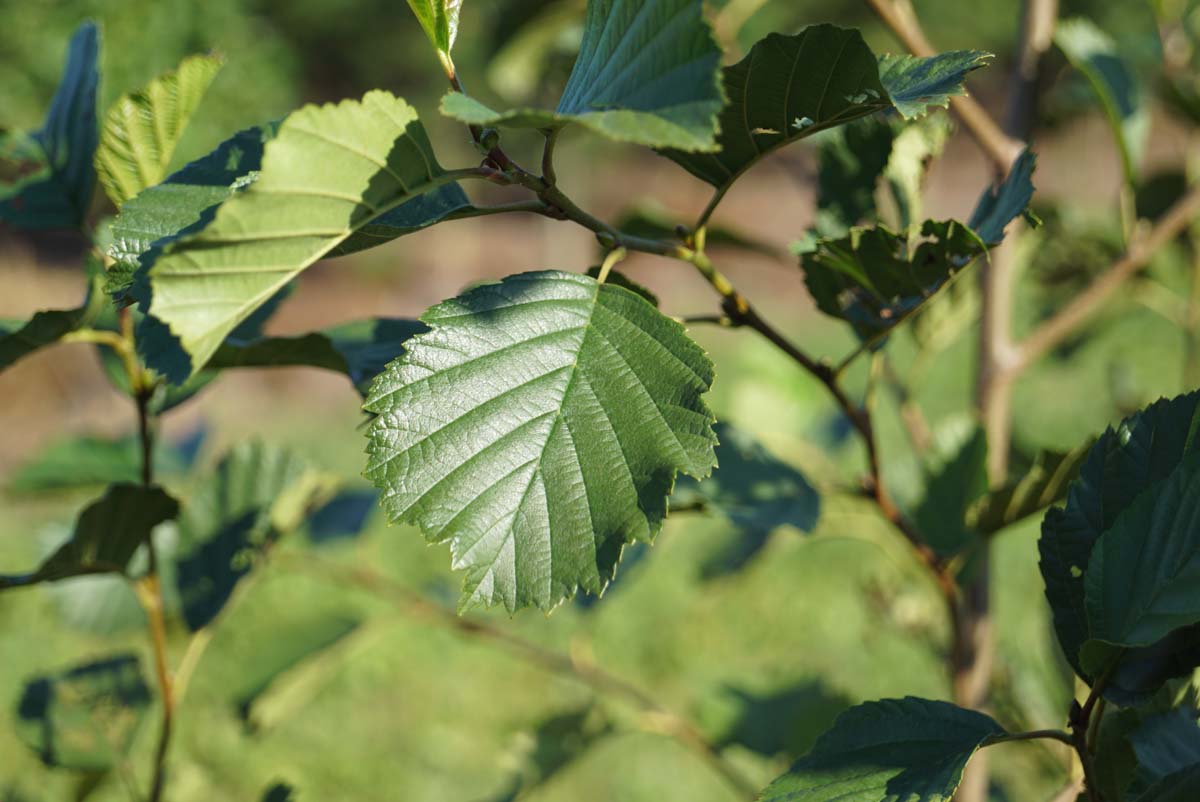 Alnus incana op stam blad