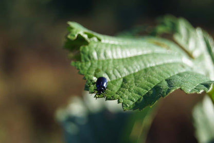 Alnus incana op stam biodiversiteit