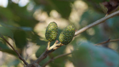 Alnus spaethii op stam