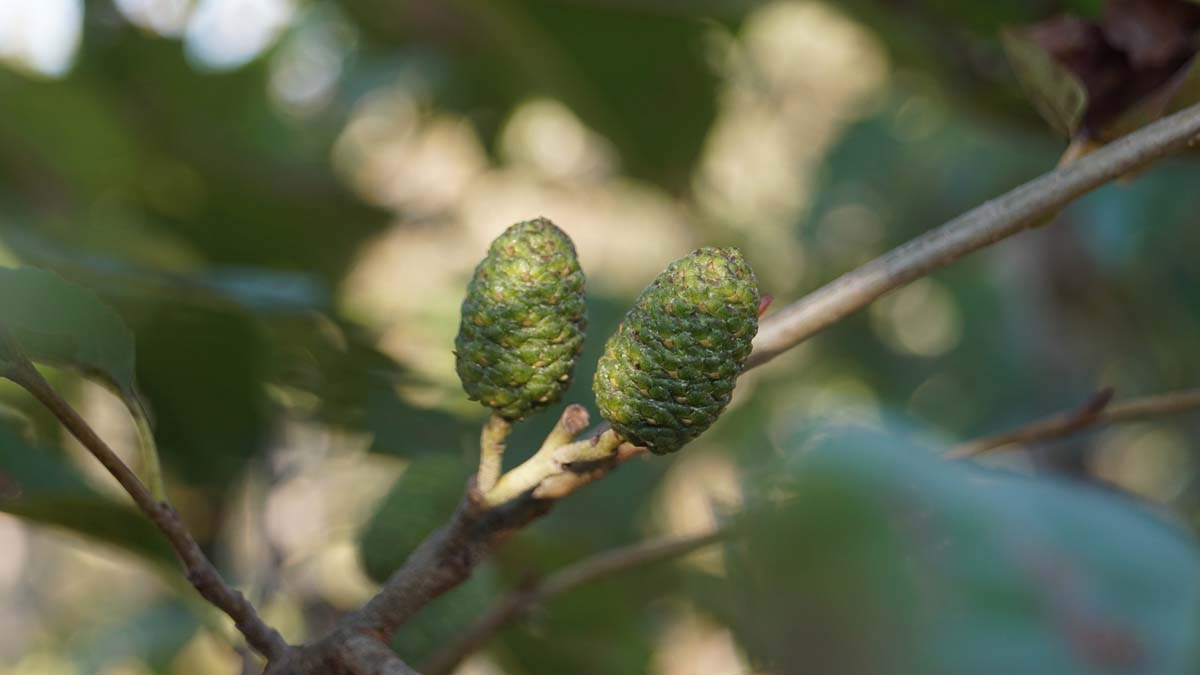 Alnus spaethii meerstammig / struik