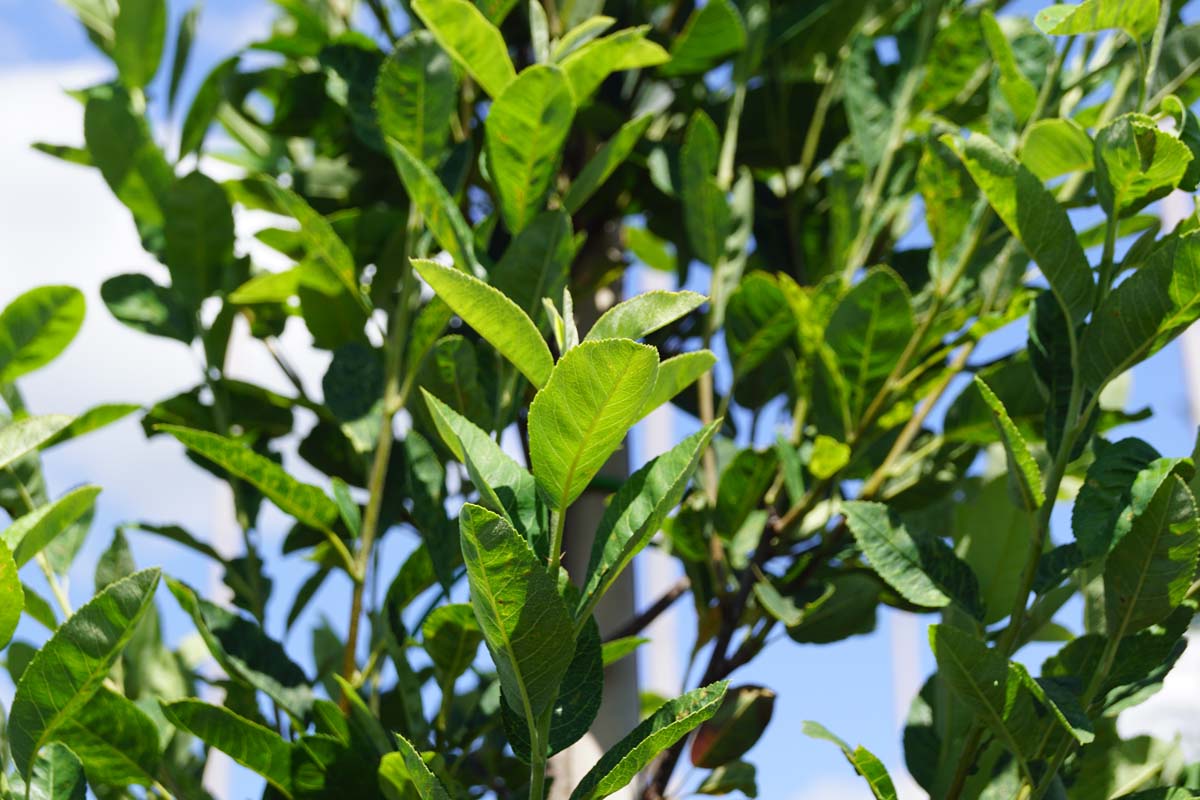 Amelanchier alnifolia 'Obelisk' Tuinplanten blad