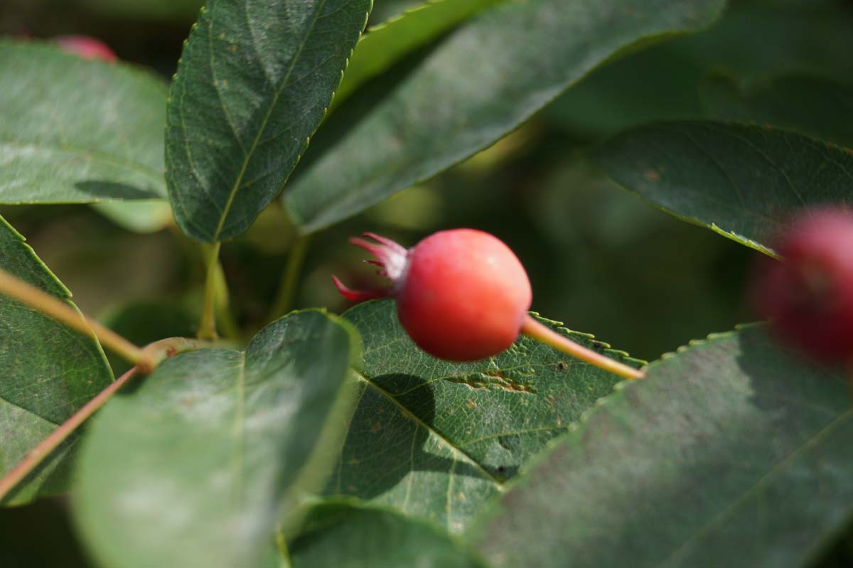 Amelanchier lamarckii haagplant