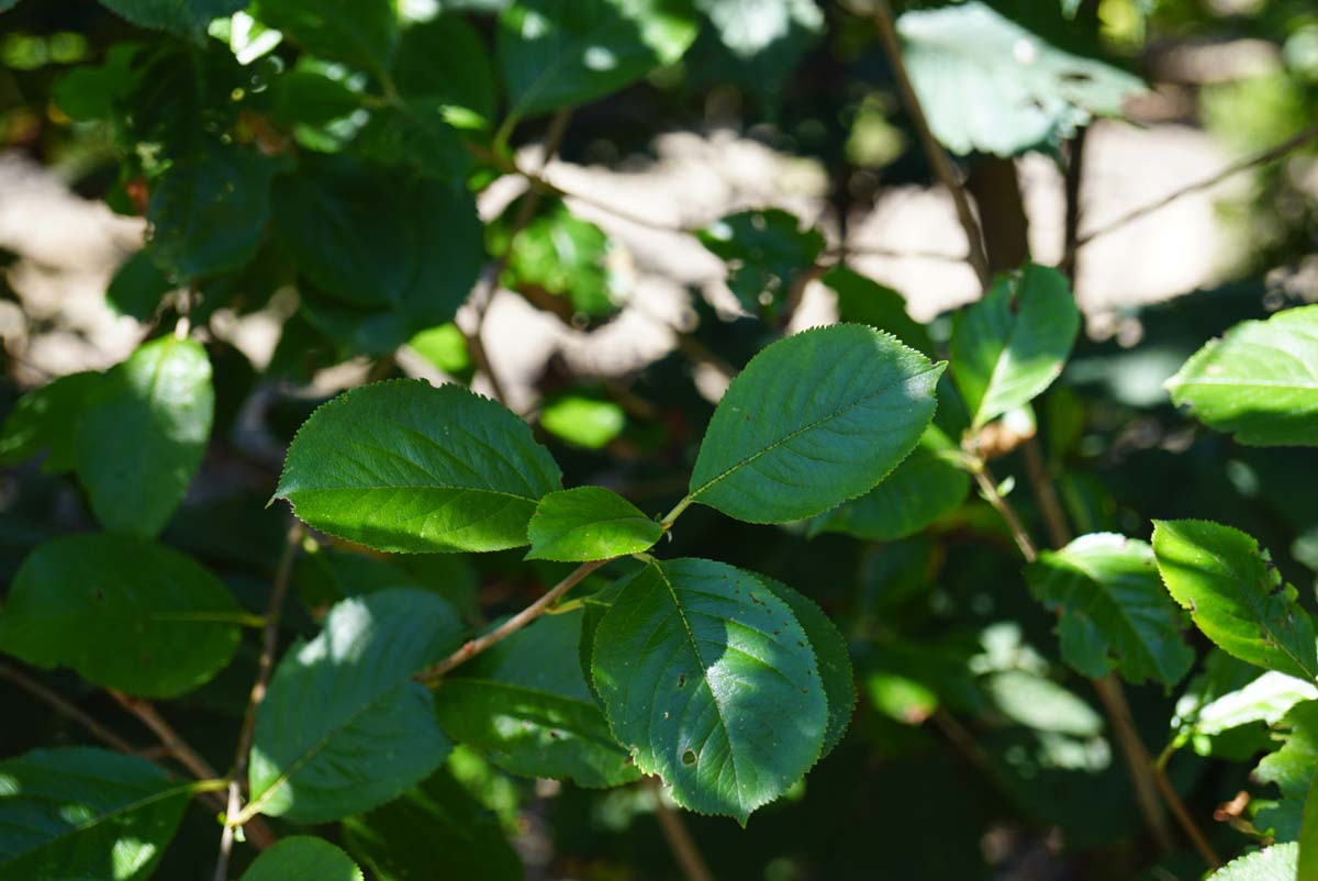 Aronia melanocarpa meerstammig / struik blad