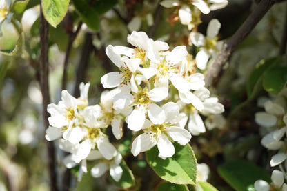 Amelanchier spicata