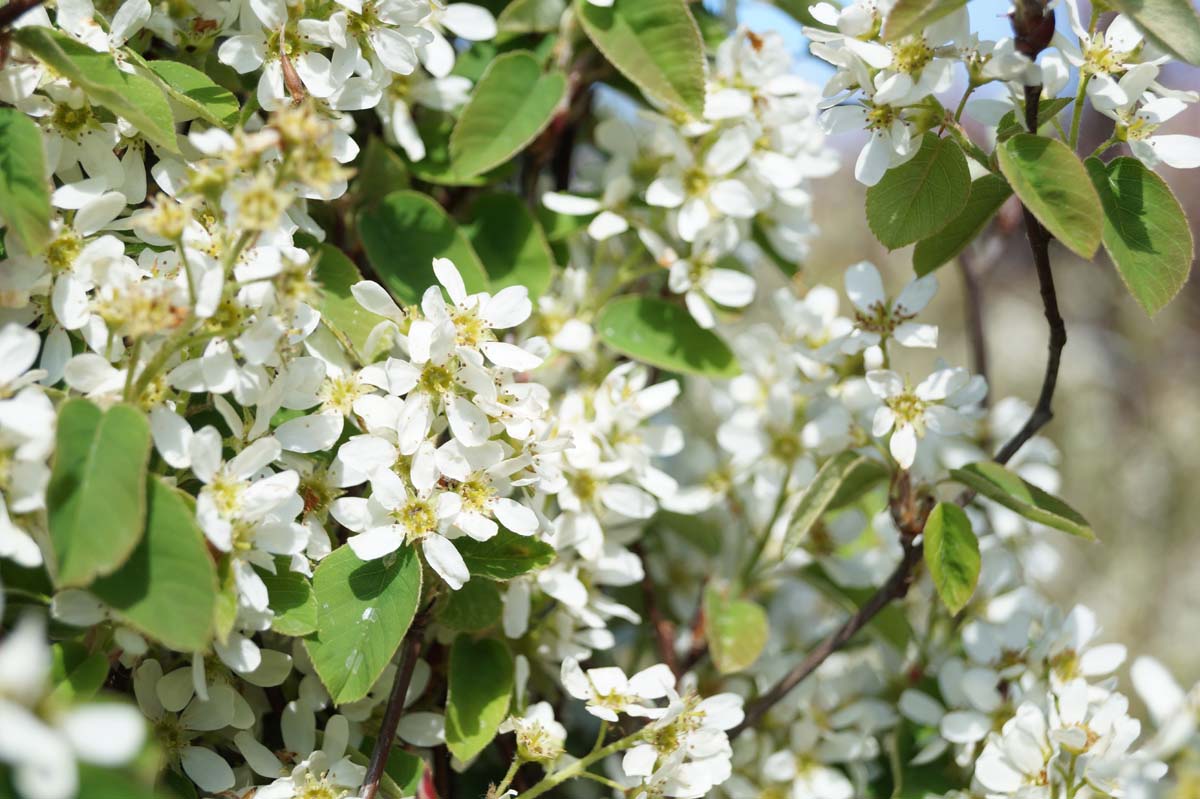 Amelanchier spicata