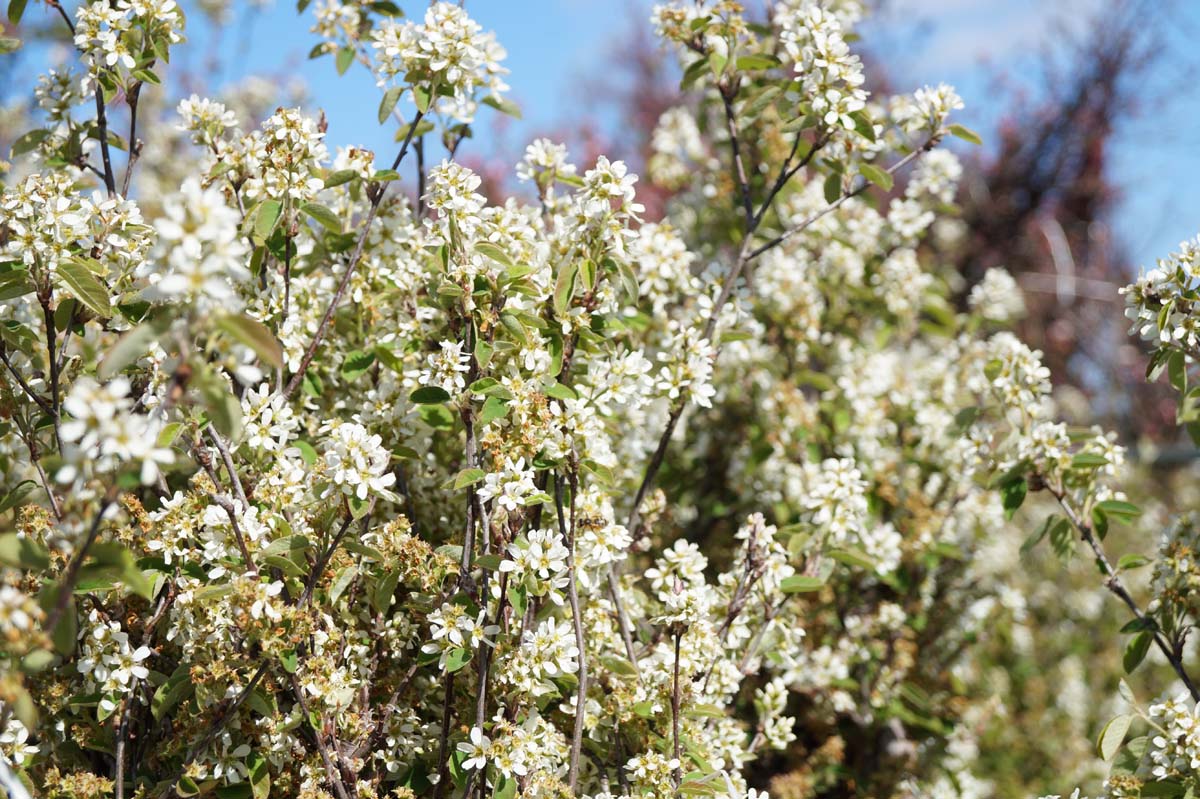 Amelanchier spicata