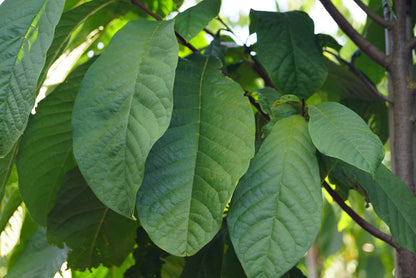 Asimina triloba solitair blad