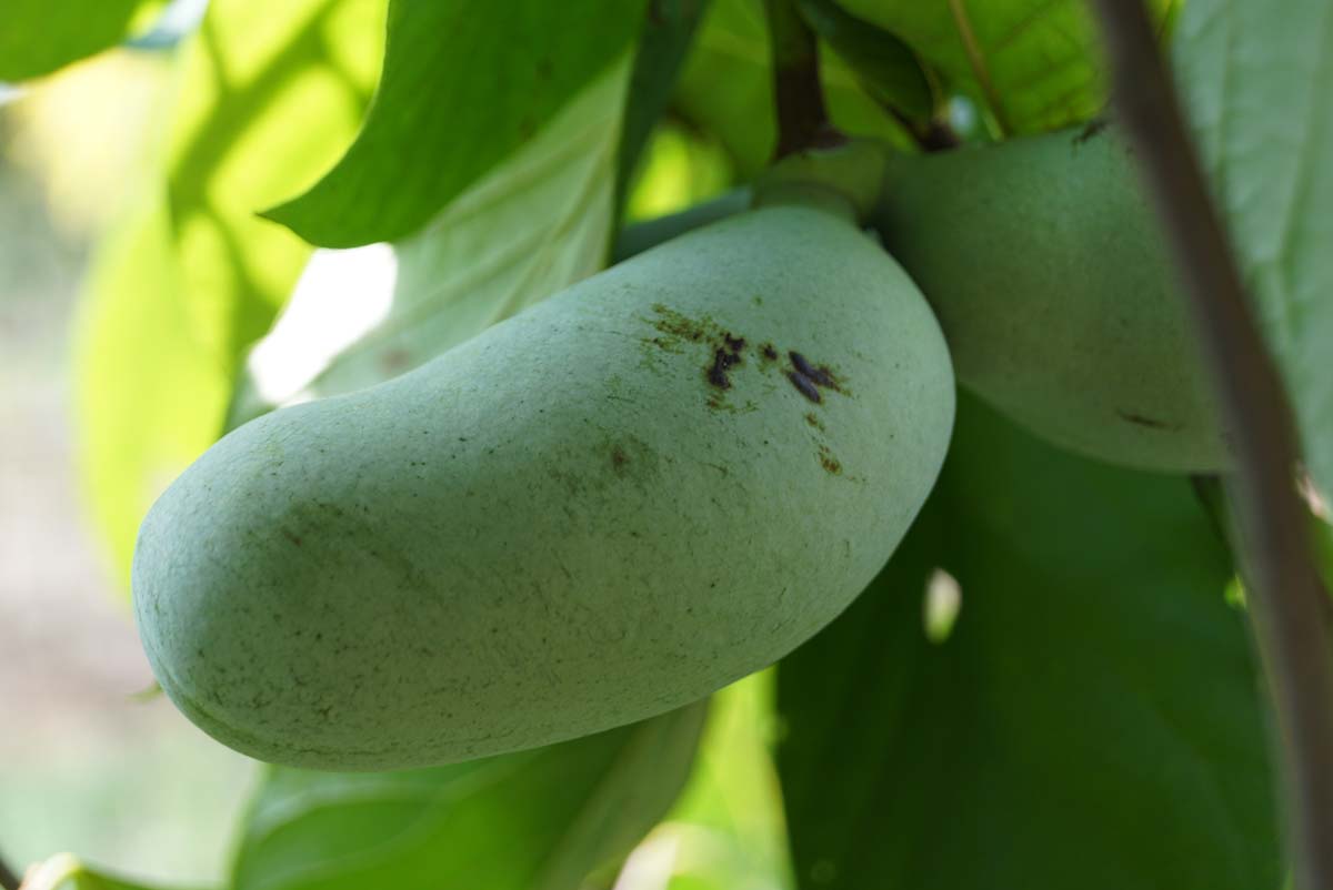 Asimina triloba op stam vrucht