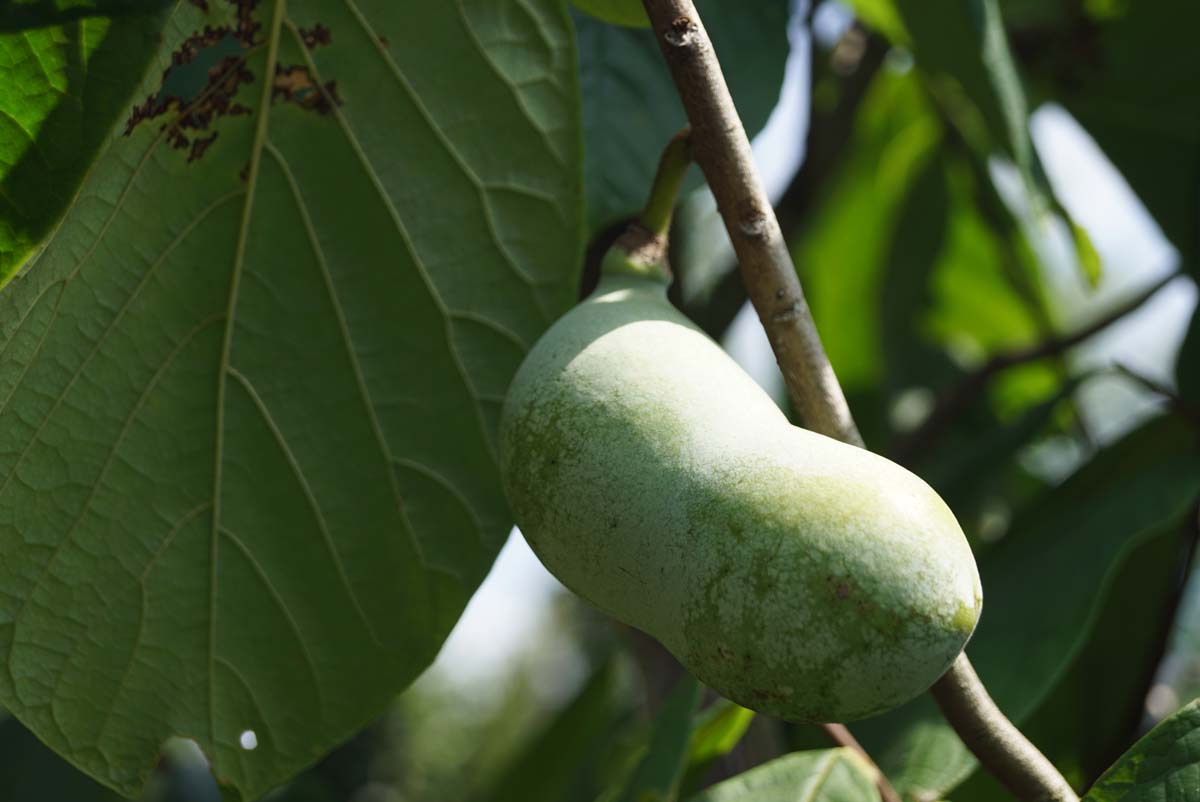 Asimina triloba op stam vrucht