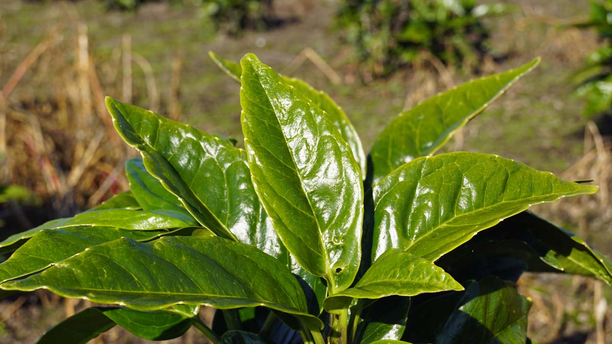 Aucuba japonica Tuinplanten