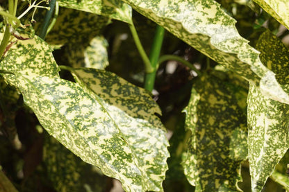 Aucuba japonica 'Golden King' Tuinplanten