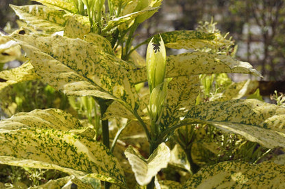 Aucuba japonica 'Golden King' Tuinplanten