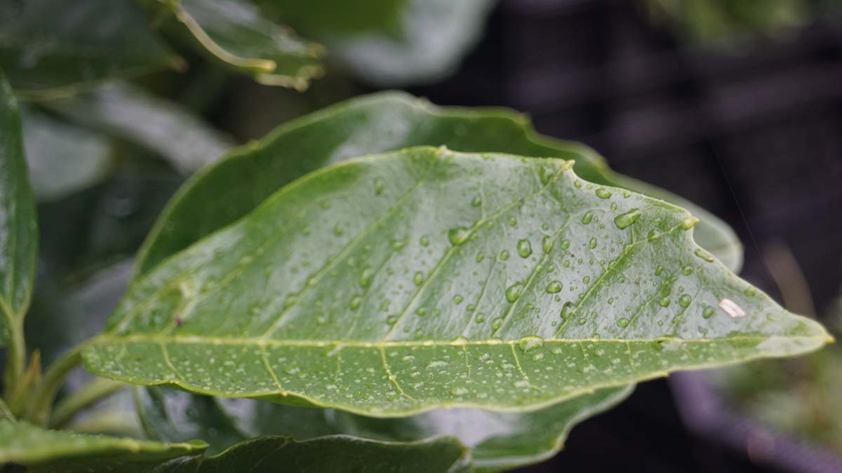 Aucuba japonica 'Rozannie' meerstammig / struik