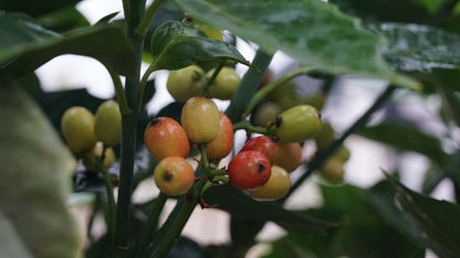 Aucuba japonica 'Rozannie' meerstammig / struik