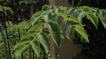 Aralia elata Tuinplanten blad