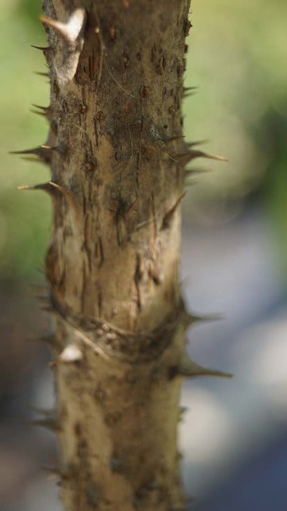 Aralia elata Tuinplanten stam