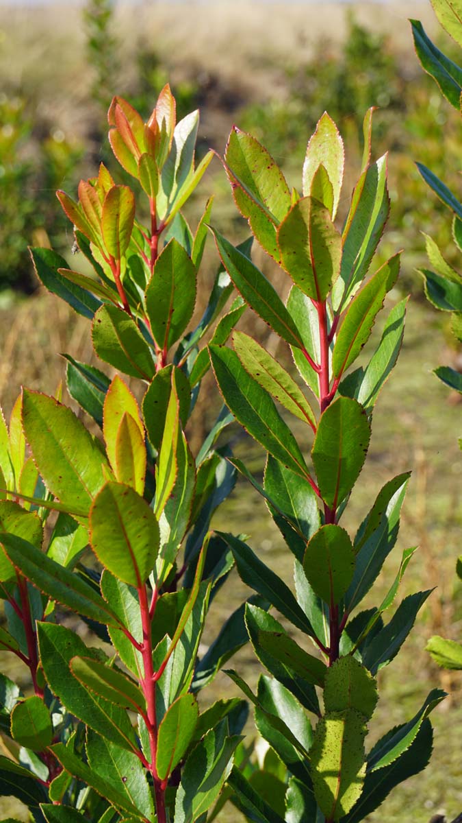 Arbutus unedo Tuinplanten blad