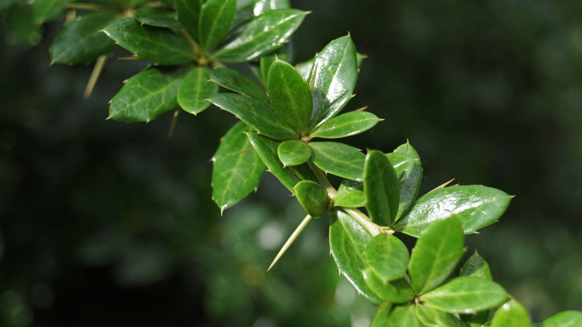 Berberis frikartii 'Amstelveen' Tuinplanten