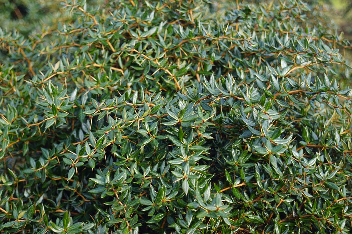 Berberis frikartii 'Telstar'