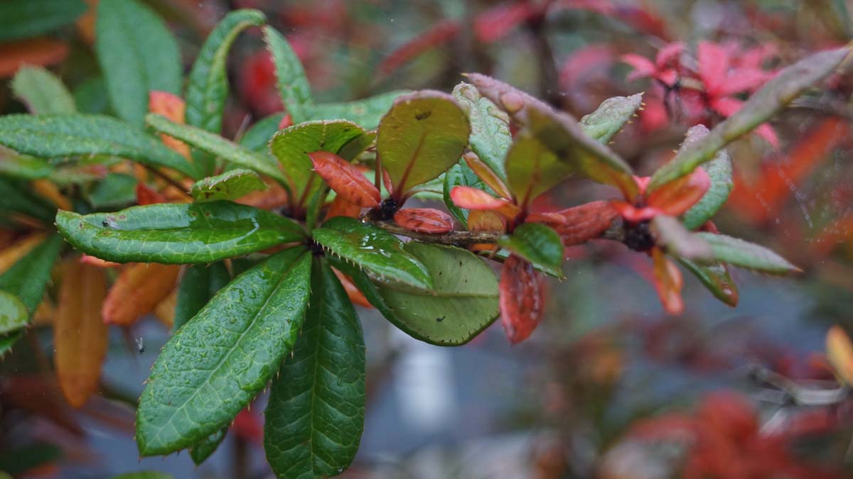 Berberis julianae meerstammig / struik blad