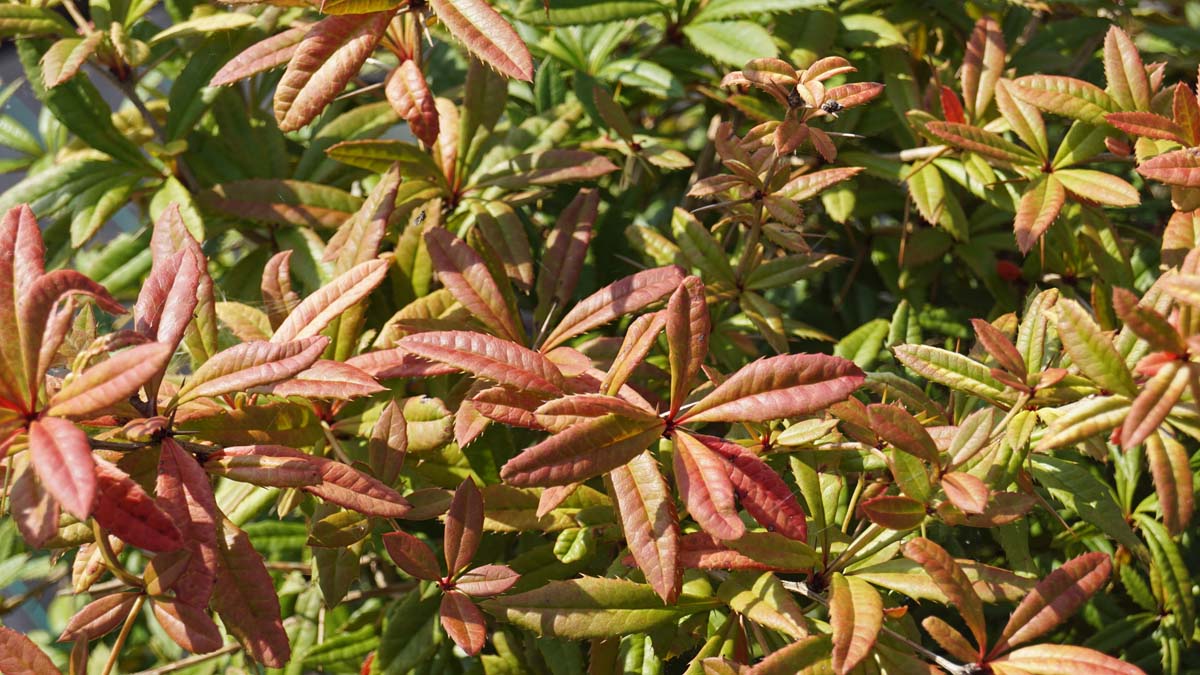 Berberis julianae Tuinplanten blad