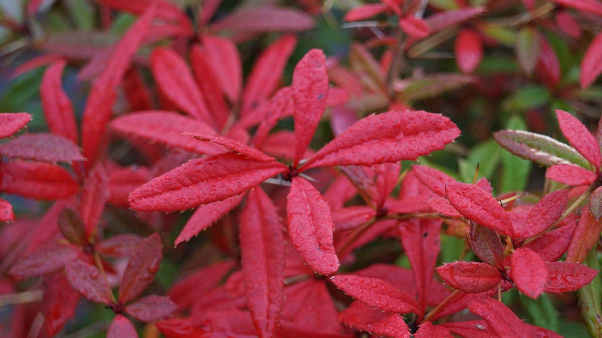 Berberis julianae meerstammig / struik blad