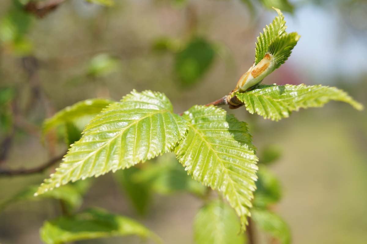 Betula utilis albosinensis meerstammig / struik