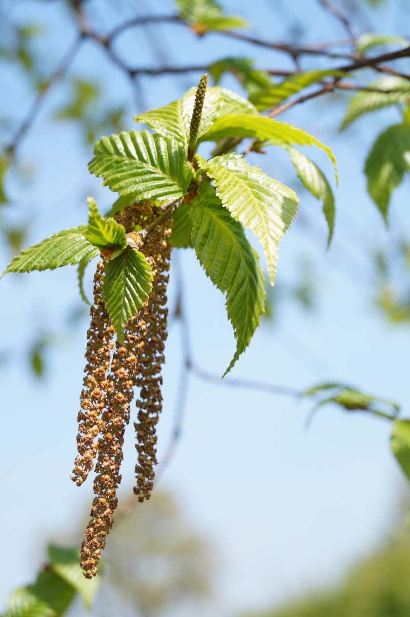 Betula utilis albosinensis meerstammig / struik