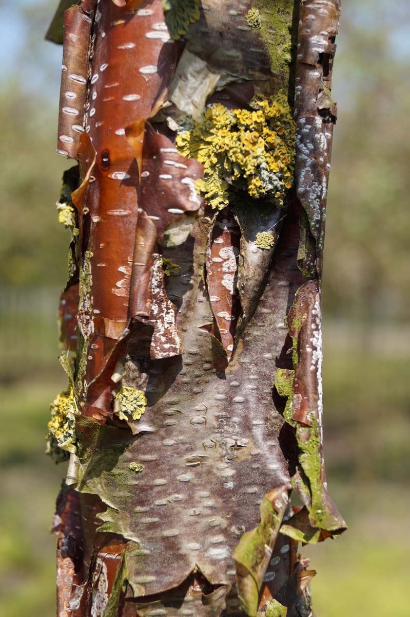 Betula utilis albosinensis meerstammig / struik