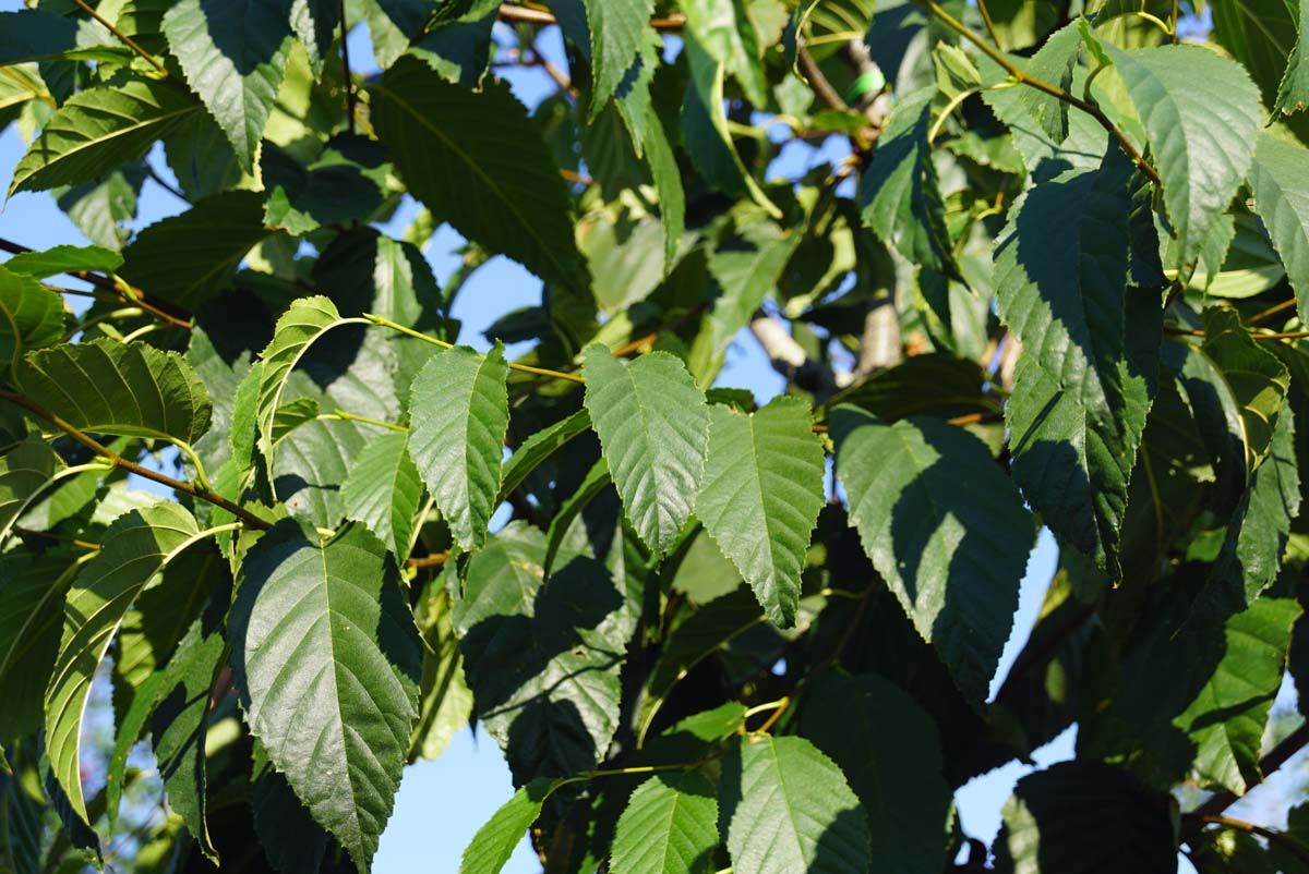 Betula lenta op stam